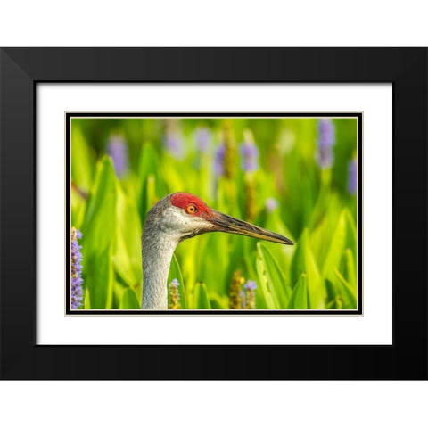 Florida-Orlando Wetlands Park Sandhill crane adult in blooming pickerel weed Black Modern Wood Framed Art Print with Double Matting by Jaynes Gallery