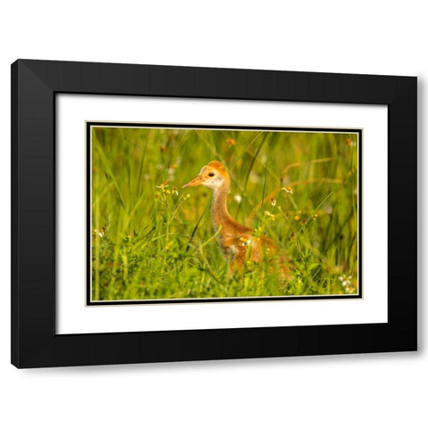 Florida-Orlando Wetlands Park Sandhill crane colt close-up Black Modern Wood Framed Art Print with Double Matting by Jaynes Gallery