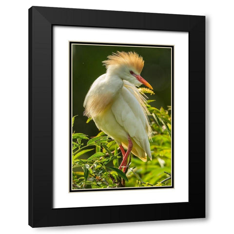 Florida-Anastasia Island Cattle egret in breeding plumage Black Modern Wood Framed Art Print with Double Matting by Jaynes Gallery