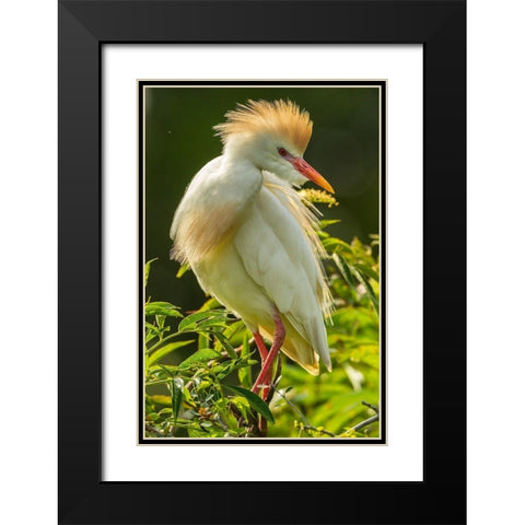 Florida-Anastasia Island Cattle egret in breeding plumage Black Modern Wood Framed Art Print with Double Matting by Jaynes Gallery