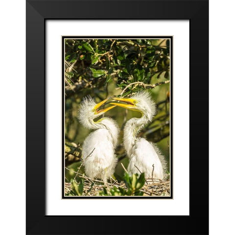 Florida-Anastasia Island-Alligator Farm Great egret chicks on nest Black Modern Wood Framed Art Print with Double Matting by Jaynes Gallery