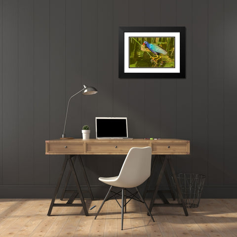 Florida-Wakodahatchee Wetlands Purple gallinule foraging for nesting material Black Modern Wood Framed Art Print with Double Matting by Jaynes Gallery