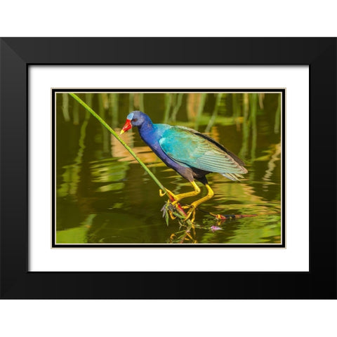 Florida-Wakodahatchee Wetlands Purple gallinule foraging for nesting material Black Modern Wood Framed Art Print with Double Matting by Jaynes Gallery