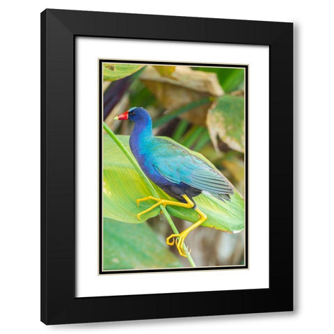 Florida-Wakodahatchee Wetlands Purple gallinule close-up Black Modern Wood Framed Art Print with Double Matting by Jaynes Gallery