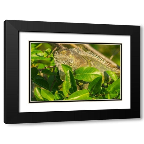 Florida-Wakodahatchee Wetlands Green iguana close-up Black Modern Wood Framed Art Print with Double Matting by Jaynes Gallery