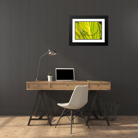 Florida-Anastasia Island-Alligator Farm Green anole on leaf Black Modern Wood Framed Art Print with Double Matting by Jaynes Gallery