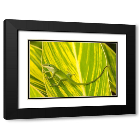 Florida-Anastasia Island-Alligator Farm Green anole on leaf Black Modern Wood Framed Art Print with Double Matting by Jaynes Gallery