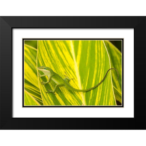 Florida-Anastasia Island-Alligator Farm Green anole on leaf Black Modern Wood Framed Art Print with Double Matting by Jaynes Gallery