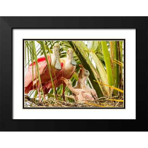 Florida-Anastasia Island-Alligator Farm Roseate spoonbill chick and parents on nest Black Modern Wood Framed Art Print with Double Matting by Jaynes Gallery