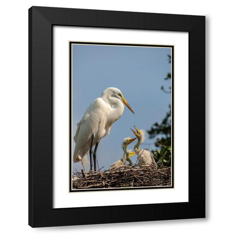 Florida-Anastasia Island Great egret parent feeding chicks on nest Black Modern Wood Framed Art Print with Double Matting by Jaynes Gallery
