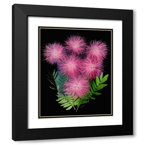 USA-Florida-Celebration-A bouquet of pink powderpuff flowers Black Modern Wood Framed Art Print with Double Matting by Looney, Hollice