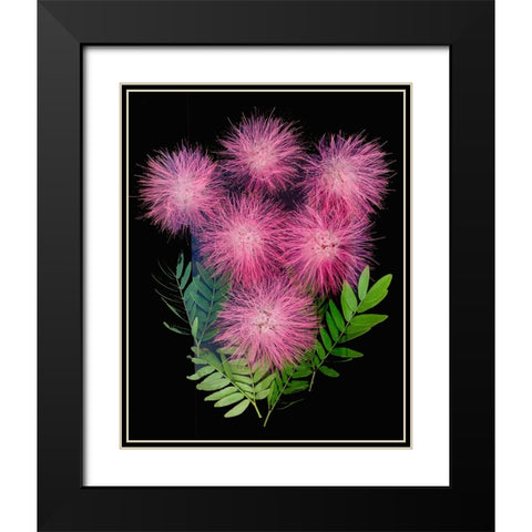 USA-Florida-Celebration-A bouquet of pink powderpuff flowers Black Modern Wood Framed Art Print with Double Matting by Looney, Hollice