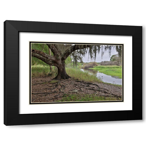 USA-Florida-Sarasota-Myakka River State Park Black Modern Wood Framed Art Print with Double Matting by Looney, Hollice