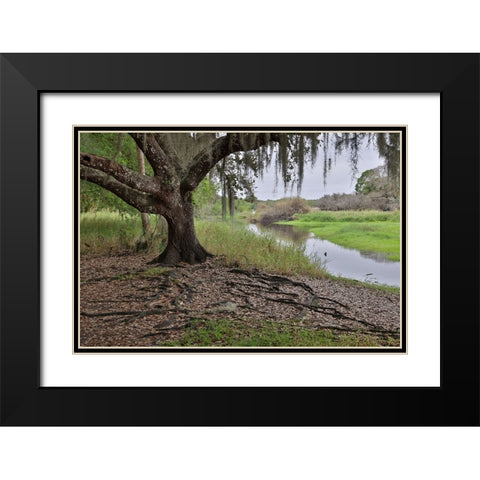 USA-Florida-Sarasota-Myakka River State Park Black Modern Wood Framed Art Print with Double Matting by Looney, Hollice