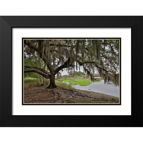 USA-Florida-Sarasota-Myakka River State Park Black Modern Wood Framed Art Print with Double Matting by Looney, Hollice