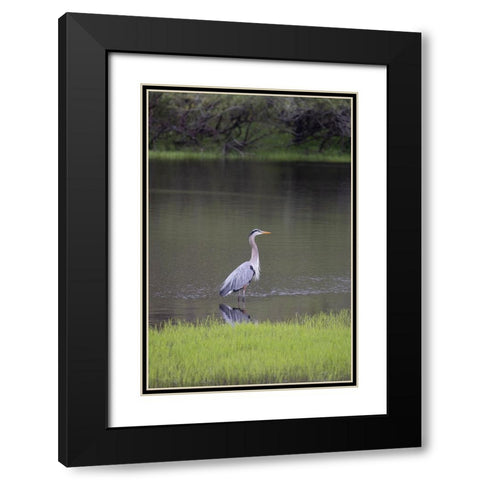 USA-Florida-Sarasota-A grey heron at Myakka River State Park Black Modern Wood Framed Art Print with Double Matting by Looney, Hollice