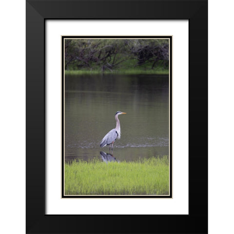 USA-Florida-Sarasota-A grey heron at Myakka River State Park Black Modern Wood Framed Art Print with Double Matting by Looney, Hollice