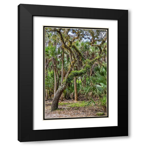USA-Florida-Sarasota-Myakka River State Park Black Modern Wood Framed Art Print with Double Matting by Looney, Hollice