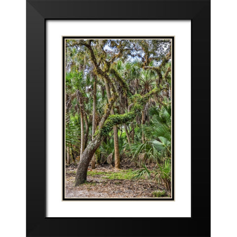 USA-Florida-Sarasota-Myakka River State Park Black Modern Wood Framed Art Print with Double Matting by Looney, Hollice