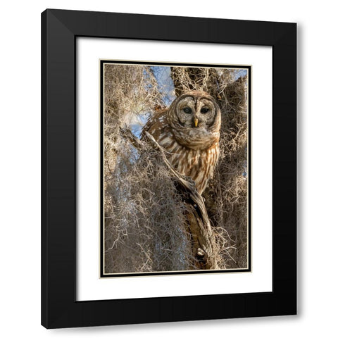 Barred owl- aka hoot owl in tree- Florida- USA Black Modern Wood Framed Art Print with Double Matting by McDonald, Joe and Maryann