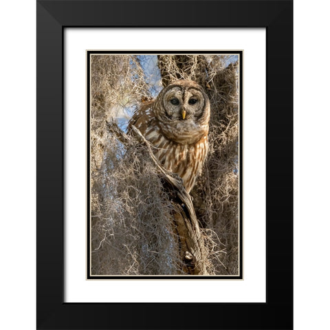 Barred owl- aka hoot owl in tree- Florida- USA Black Modern Wood Framed Art Print with Double Matting by McDonald, Joe and Maryann