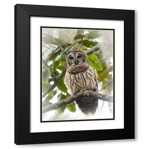 Barred owl- aka hoot owl in tree- Florida- USA Black Modern Wood Framed Art Print with Double Matting by McDonald, Joe and Maryann