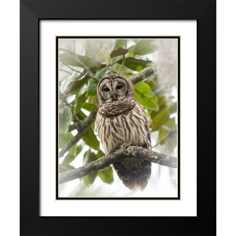 Barred owl- aka hoot owl in tree- Florida- USA Black Modern Wood Framed Art Print with Double Matting by McDonald, Joe and Maryann