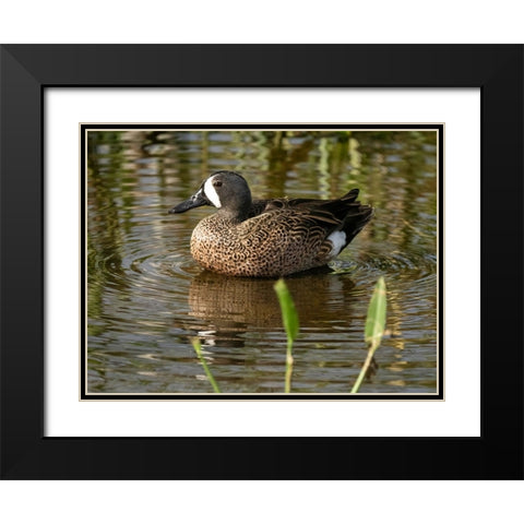 Blue-winged teal- Florida- USA Black Modern Wood Framed Art Print with Double Matting by McDonald, Joe and Maryann