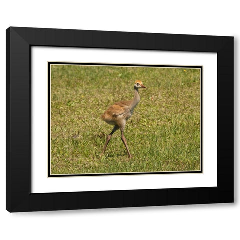Florida sandhill crane colt- Florida- USA Black Modern Wood Framed Art Print with Double Matting by McDonald, Joe and Maryann