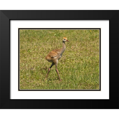 Florida sandhill crane colt- Florida- USA Black Modern Wood Framed Art Print with Double Matting by McDonald, Joe and Maryann