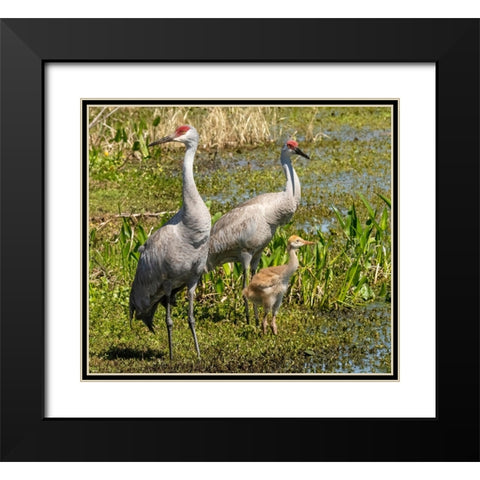 Florida sandhill crane adult with colt- Florida- USA Black Modern Wood Framed Art Print with Double Matting by McDonald, Joe and Maryann