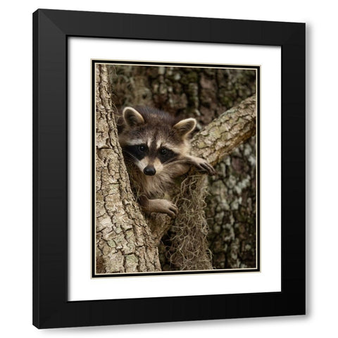 Raccoon- Florida- USA Black Modern Wood Framed Art Print with Double Matting by McDonald, Joe and Maryann