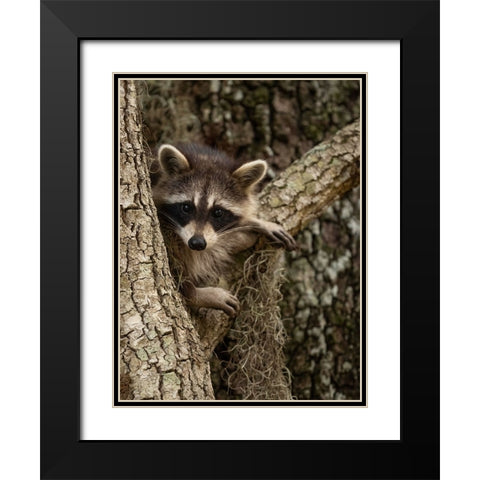 Raccoon- Florida- USA Black Modern Wood Framed Art Print with Double Matting by McDonald, Joe and Maryann
