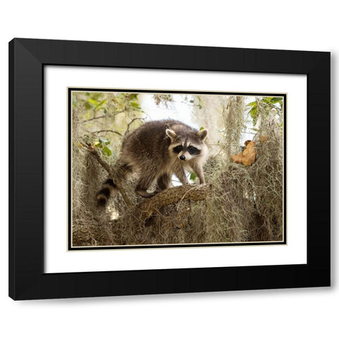 Raccoon- Florida- USA Black Modern Wood Framed Art Print with Double Matting by McDonald, Joe and Maryann