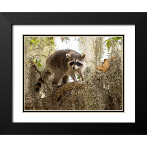Raccoon- Florida- USA Black Modern Wood Framed Art Print with Double Matting by McDonald, Joe and Maryann