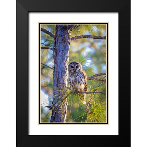 A camouflaged barred owl perches among tree branches during the day Black Modern Wood Framed Art Print with Double Matting by Richardson, Larry
