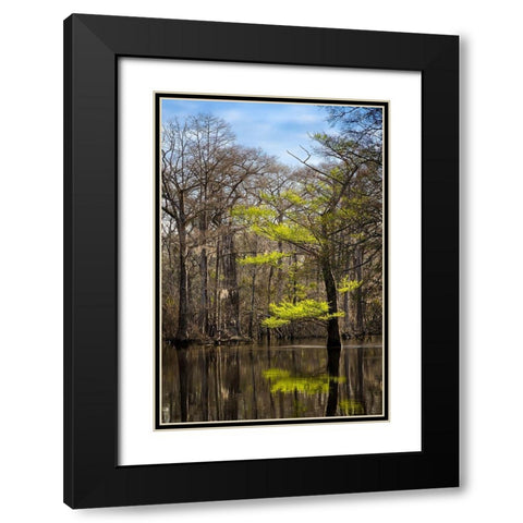 River water moves slowly through a flooded wooded swamp in Florida Cypress leafing out Black Modern Wood Framed Art Print with Double Matting by Richardson, Larry