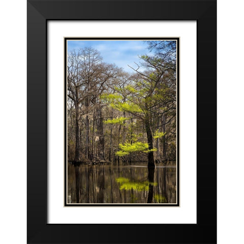 River water moves slowly through a flooded wooded swamp in Florida Cypress leafing out Black Modern Wood Framed Art Print with Double Matting by Richardson, Larry