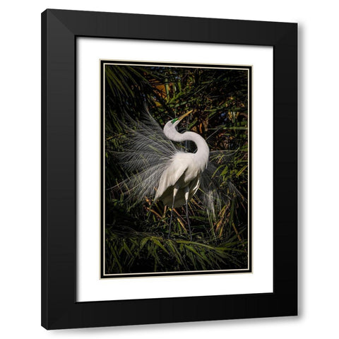 A great egret performs frequent displays using its showy plumage during the breeding season Black Modern Wood Framed Art Print with Double Matting by Richardson, Larry