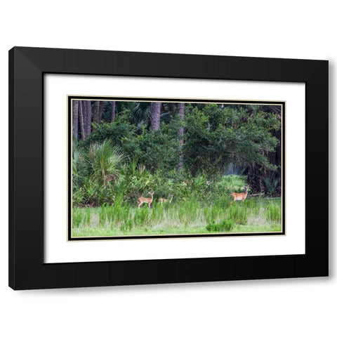 Good habitat white-tailed deer often have twins Black Modern Wood Framed Art Print with Double Matting by Richardson, Larry