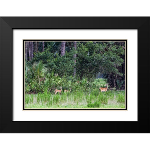 Good habitat white-tailed deer often have twins Black Modern Wood Framed Art Print with Double Matting by Richardson, Larry