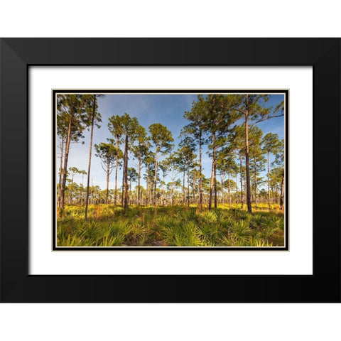 Florida pine forest is maintained by periodic-low intensity fires Black Modern Wood Framed Art Print with Double Matting by Richardson, Larry