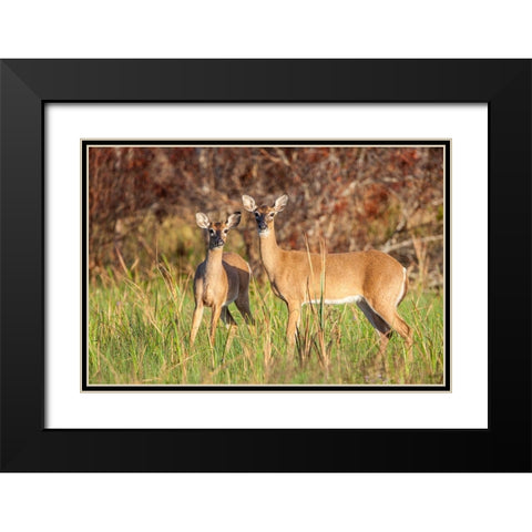 White-tailed deer in prairie-Florida Black Modern Wood Framed Art Print with Double Matting by Richardson, Larry