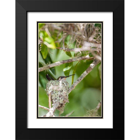 Ruby-throated hummingbird on nest-Florida Black Modern Wood Framed Art Print with Double Matting by Richardson, Larry