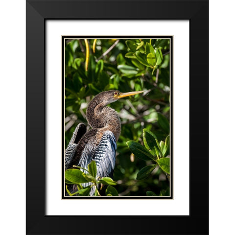 Female anhinga perched on mangrove branch in Florida Black Modern Wood Framed Art Print with Double Matting by Richardson, Larry