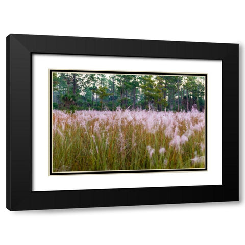 Blooming Muhly grass in a prairie managed by prescribed fire Black Modern Wood Framed Art Print with Double Matting by Richardson, Larry