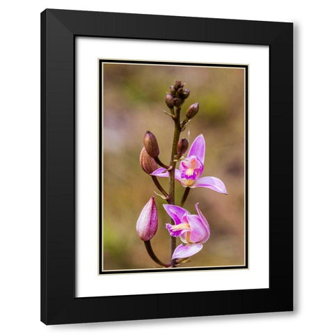 Pine Pink orchid in bloom Black Modern Wood Framed Art Print with Double Matting by Richardson, Larry