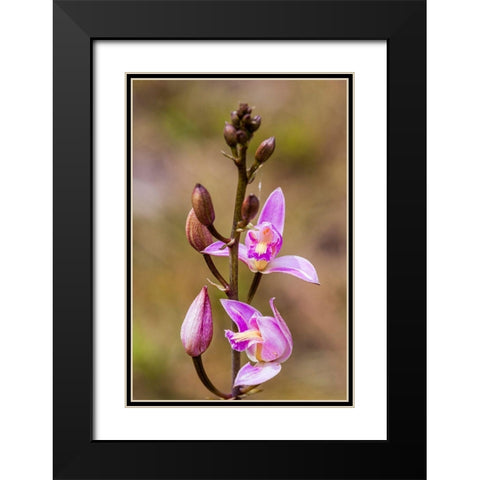 Pine Pink orchid in bloom Black Modern Wood Framed Art Print with Double Matting by Richardson, Larry