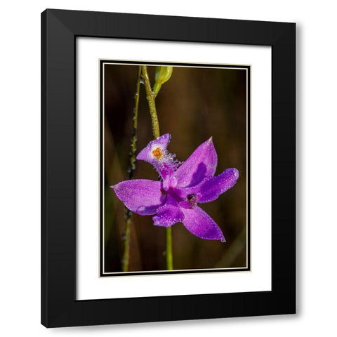 Grass Pink orchids grow in a South Florida prairie Black Modern Wood Framed Art Print with Double Matting by Richardson, Larry