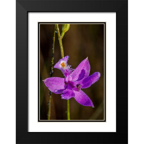 Grass Pink orchids grow in a South Florida prairie Black Modern Wood Framed Art Print with Double Matting by Richardson, Larry